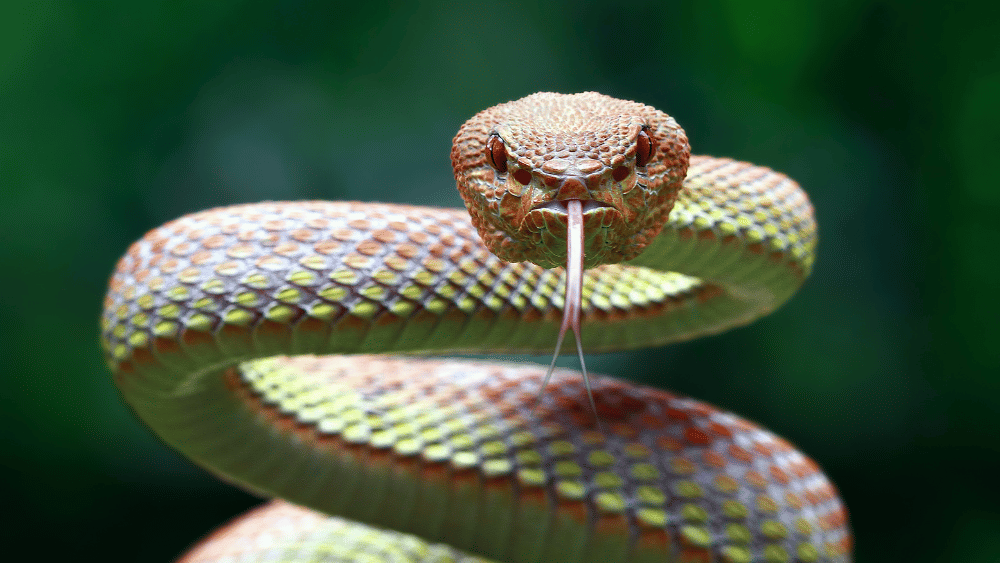 Snake Bite First Aid